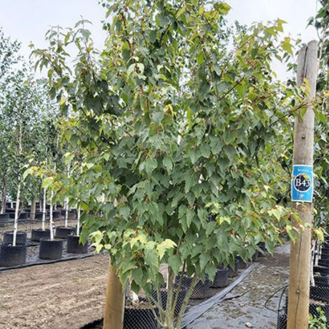 ACER DAVIDI "Viper"clt.18, 175-200 Ramificato