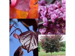 CERCIS CANADENSIS "Merlot" clt.30 175-200+, 6-8