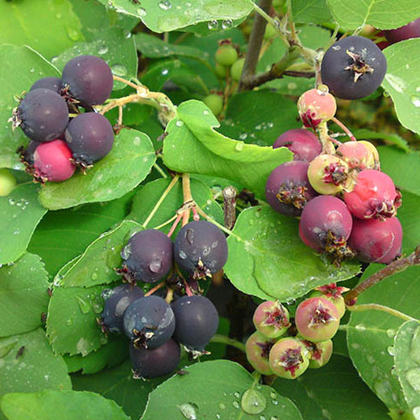 Muchovník lamarckov (AMELANCHIER LAMARCKII) clt.25 100-125