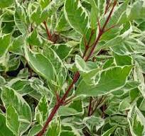 CORNUS ALBA "Elegantissima" clt.10