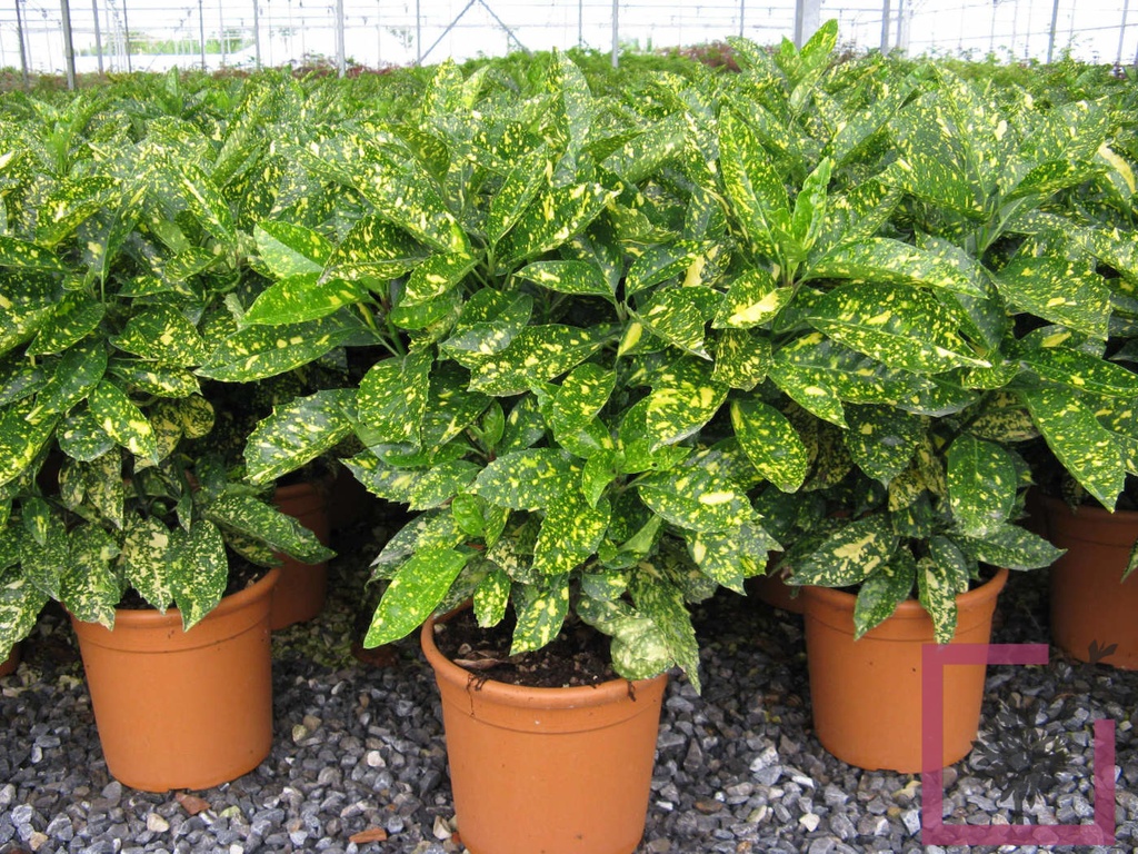 Aukuba japonská (AUCUBA JAPONICA) "Crotonaefolia Select"clt.10