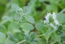Majoran Origanum majorana clt.1,5