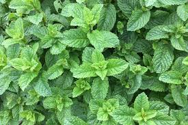 MENTHA clt.1,5