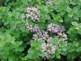 ORIGANUM VULGARIS  clt.1,5