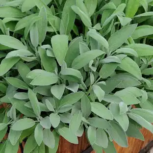 Šalvia lekárska SALVIA OFFICINALIS clt.1,5