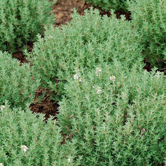 Dúška THYMUS (timo)