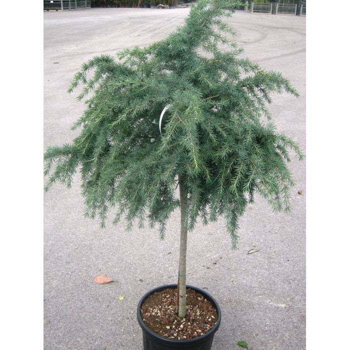 Céder himalájsky (CEDRUS DEODARA) "Feeling Blue" clt.15, 5-6 1/2 fusto