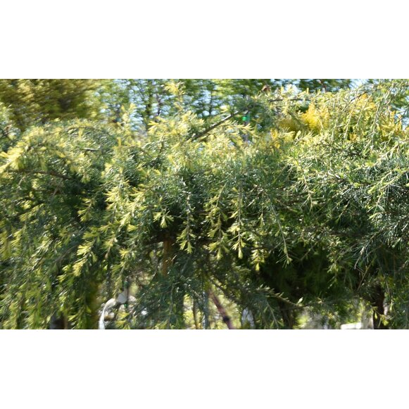 CEDRUS DEODARA "Golden Horizon" clt.10 Mini fusto