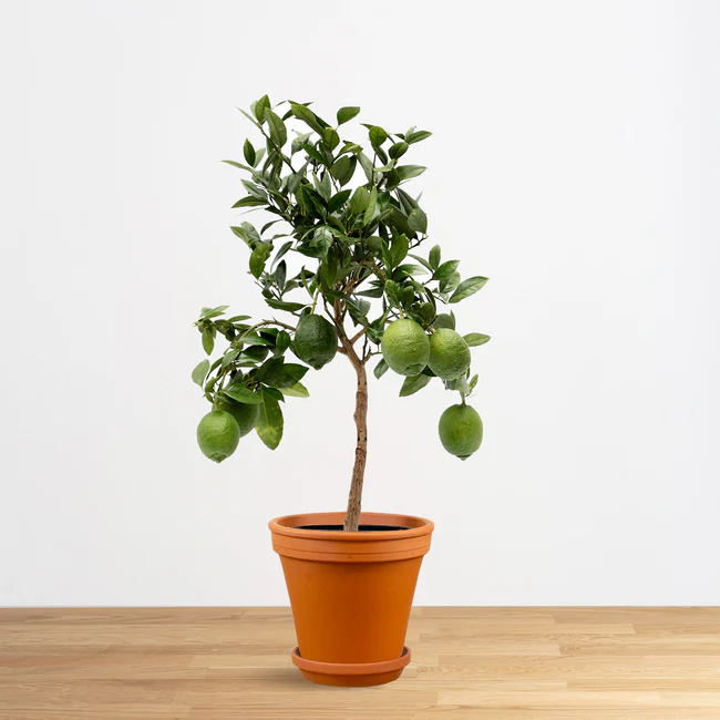 CITRUS "Lemon"(Limone) clt.5 1/4 fusto