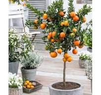 Mandarínovník (CITRUS x Nobilis) "Mandarino" clt.5 1/4 fusto