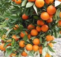 Kumquat (Citrus japonica) "Mandarino Cinese" clt.5 1/4 fusto