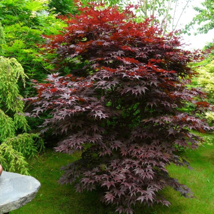 Javor dlaňolistý ACER (GIAPPONESE) PALMATUM "Bloodgood" clt.4 60-80