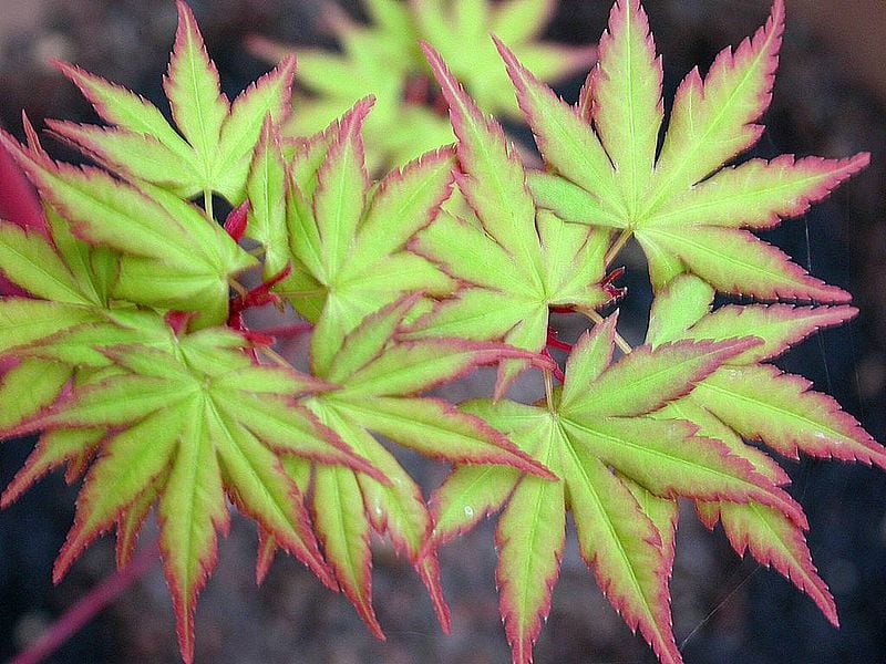 ACER (GIAPPONESE) PALMATUM "Sangokaku" clt.7,5 80-100
