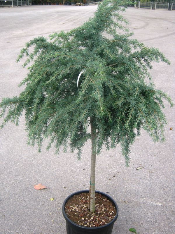 Céder himalájsky (CEDRUS DEODARA) "Feeling Blue" clt.5 1/4 fusto