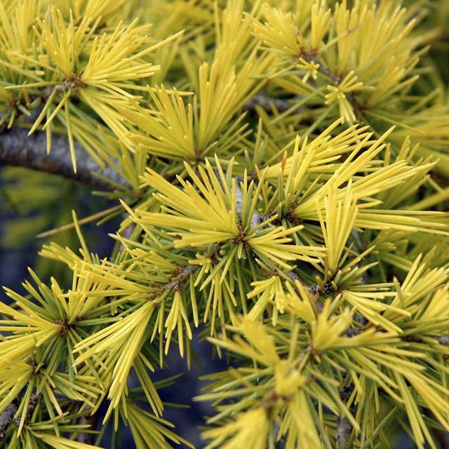 CEDRUS DEODARA "Golden Horizon" clt.5 1/4 fusto