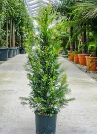 Cyprusovec leylandský (CUPRESSOCYPARIS LEYLANDII) clt.9 125-150/+