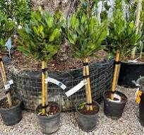 LAURUS NOBILIS (Alloro) clt.5 1/4fusto