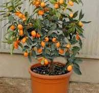 Grapefruit (CITRUS x Paradisi) "Pompelmo" clt.5 1/4 fusto