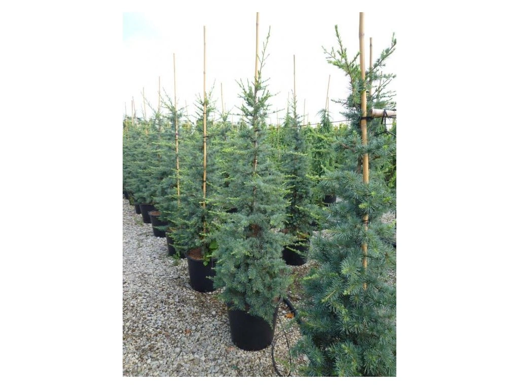 CEDRUS ATLANTICA "Glauca" clt.9 80-100 Ramificato