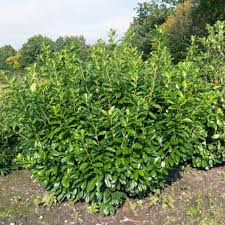 PRUNUS LAUROCERASUS "Novita" clt.30 150-175