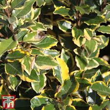 Hlošina ebbingeova (ELAEAGNUS EBBINGEII) "Viveleig" clt.9