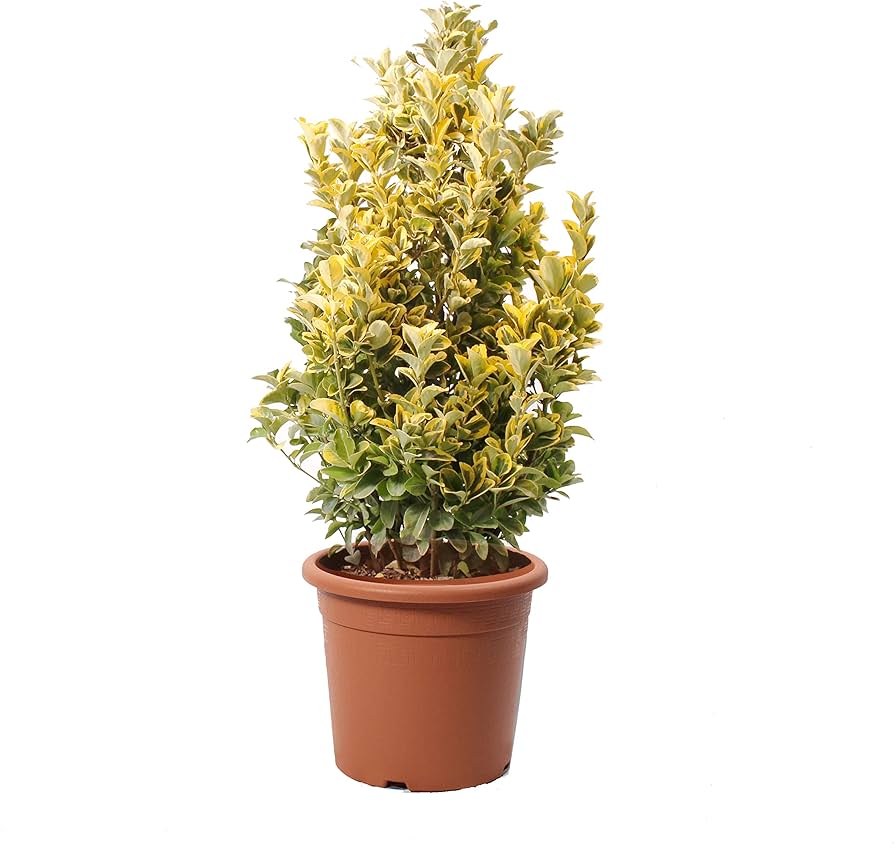 EUONYMUS JAPONICUS "Aurea" clt.9