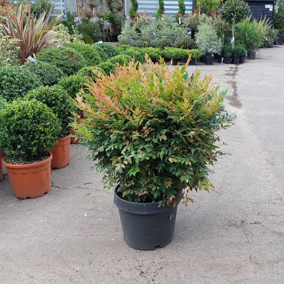 NANDINA DOMESTICA clt.9 60-80