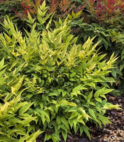 Nandina domáca (NANDINA DOMESTICA "Lemon Lime" clt.9