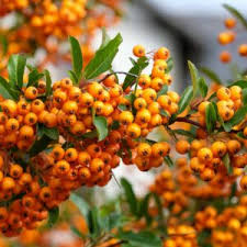 Hlohyňa šarlátová (PYRACANTHA) clt.2 100-125