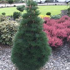 SCIADOPITYS VERTICILLATA "Beauty Green" clt.12 60-80