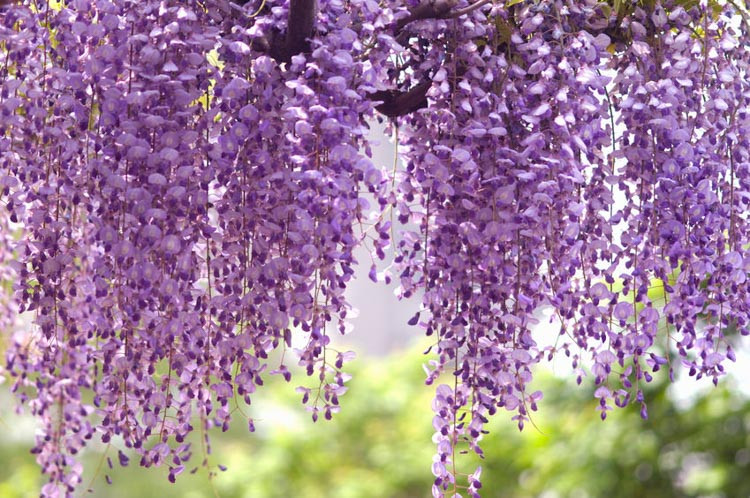 Vistéria čínska (WISTERIA CHINENSIS) "royal purple" clt.3 150-200