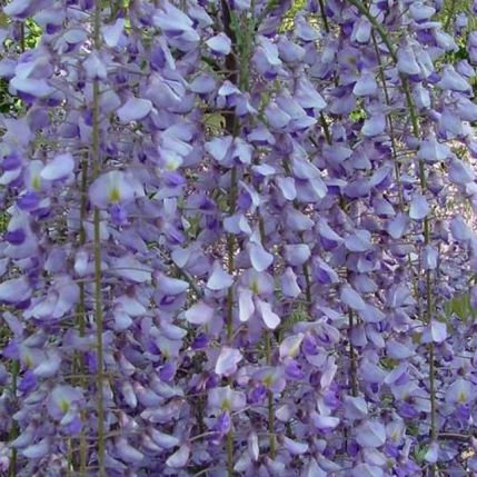 WISTERIA CHINENSIS da riservare macrobotis clt.3 150-200