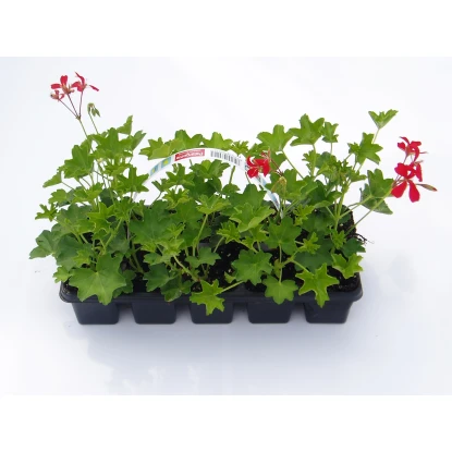 Muškát previslý (Pelargonium peltatum) multipack(1ks/1,20eur)