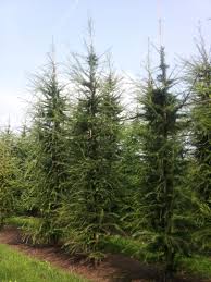 LARIX DECIDUA Clt.65 350-400