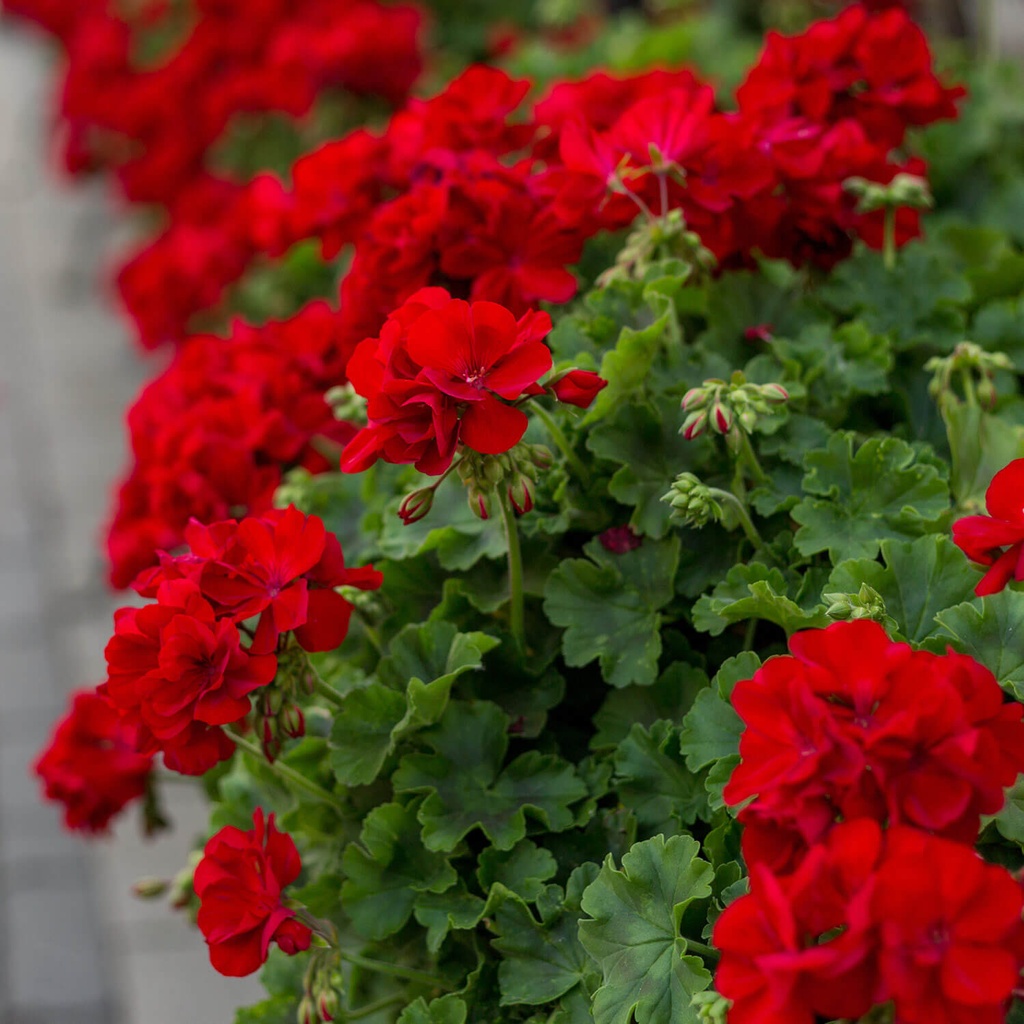 Muškát poloprevislý (Pelargonium Peltatum )