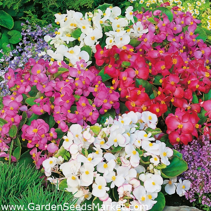 Begónia vždykvitnúca (Begonia Semperflorens)