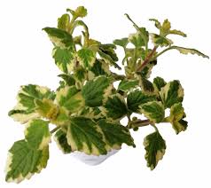 Plektrant (Plectrantus) 