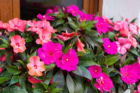Netýkavka (Impatiens)