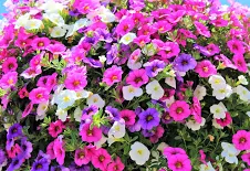 Letničky mix(mil.bells,lobularia,bidens,bacopa,lobelia,dianthus,surfinia,verbena,ozd. list)