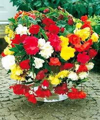 Koše závesné BEGÓNIE