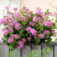 Koše závesné CALIOPPE