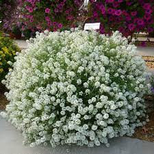 Lobularia stojatá