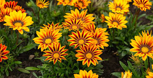 Gazánia (Gazania)