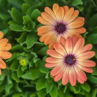 Osteospermum (Osteospermum)
