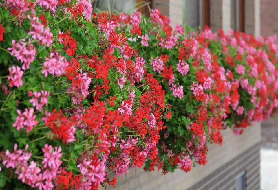 Muškát previslý (Pelargonium peltatum) prázdny kvet