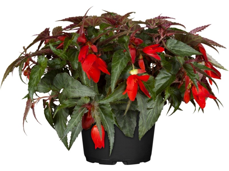 Begónia previslá (Begonia Cascade)