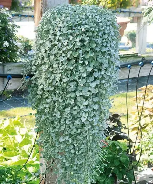 Strieborný dážď (Dichondra Micrantha)