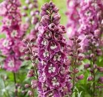 Stračonôžka vysoká "Magic Fountains Deep Rose White Bee" (Delphinium elatum)