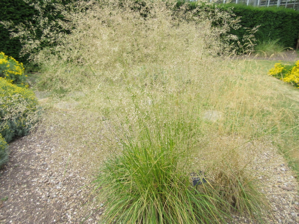 Metlica trsnatá "Goldtau" (Deschampsia cespitosa)