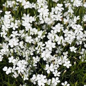 Klinček slzičkový "Albus" (Dianthus deltoides)